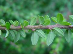 Cotoneaster integrifolius
