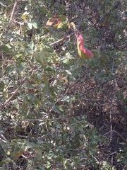 Pistacia terebinthus palaestina