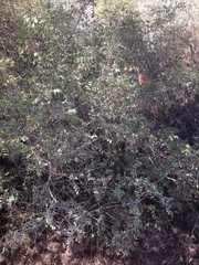 Pistacia terebinthus palaestina