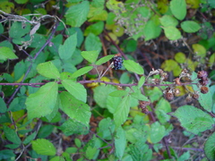 Rubus rubritinctus