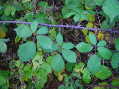 Rubus rubritinctus