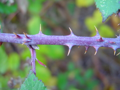 Rubus rubritinctus