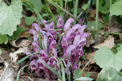 Lathraea clandestina