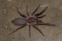 Chilobrachys