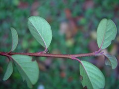Cotoneaster dammeri