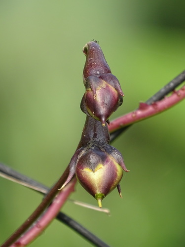 Moonflower
