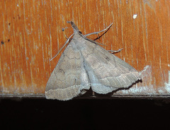 Pechipogo plumigeralis