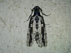 Morpheis melanoleuca