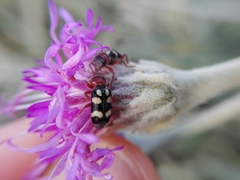 Enoclerus triplagiatus