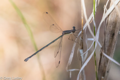 Lestes forficula