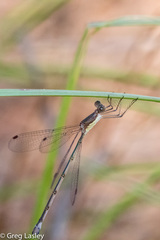 Lestes forficula
