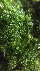Thuidium peruvianum