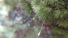 Thuidium peruvianum