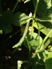 Vigna angularis