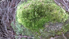 Thuidium peruvianum