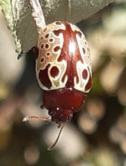 Calligrapha argus