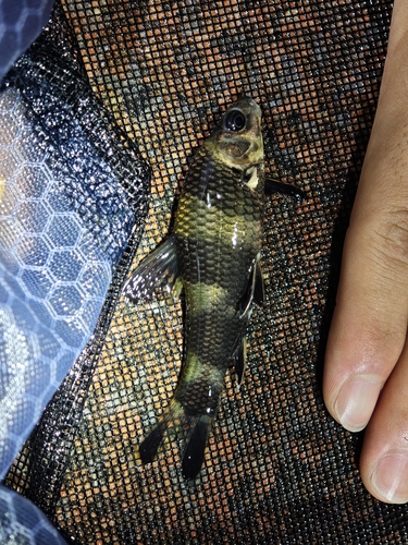 Chinese Lake Gudgeon