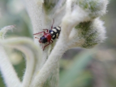 Enoclerus triplagiatus