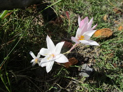 Gethyllis spiralis