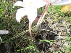 Gethyllis spiralis