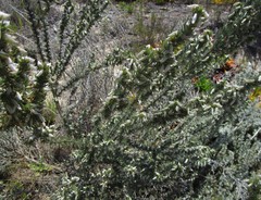 Aspalathus glabrescens