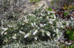 Aspalathus glabrescens