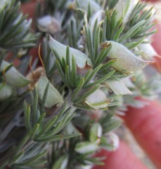 Aspalathus glabrescens