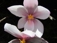 Gethyllis spiralis