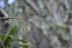 Prosthechea boothiana