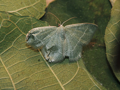 Phaiogramma etruscaria