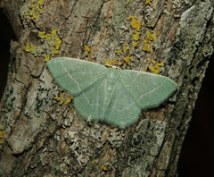 Phaiogramma etruscaria