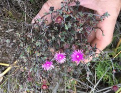 Lampranthus elegans