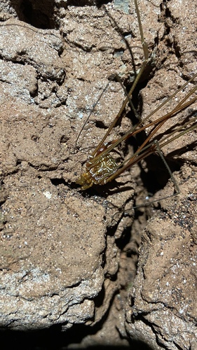 Mitogoniella taquara
