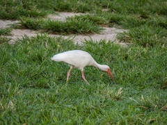 Eudocimus albus