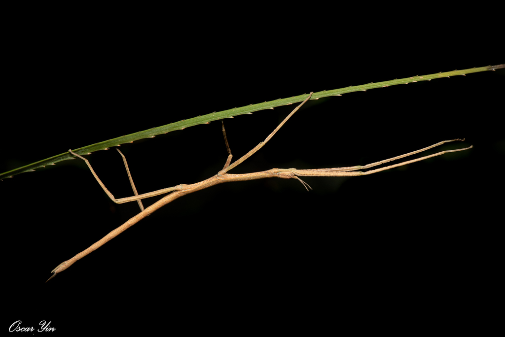 Entoria koshunensis
