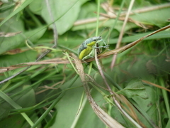 Chlorophanus viridis