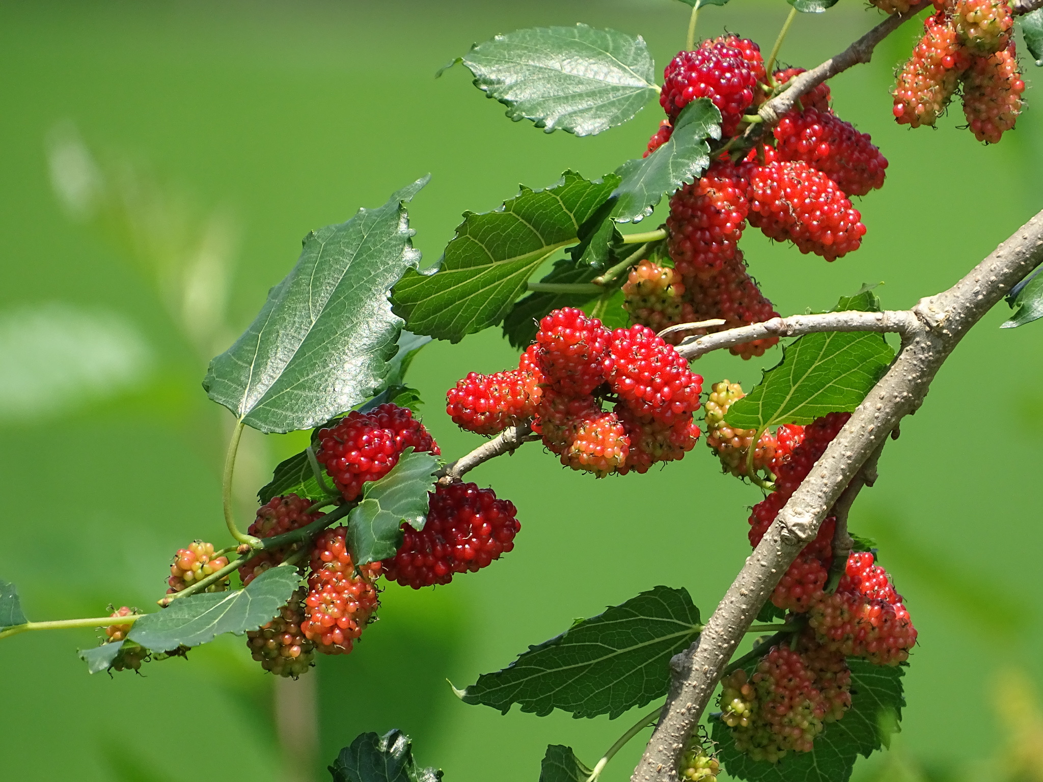 About Mulberry, Mulberry Story, Mulberry World, Mulberry