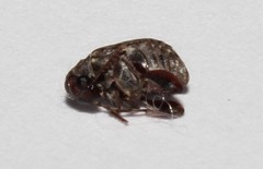 Pseudopachymerina spinipes