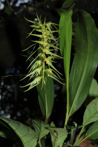 Dendrochilum arachnites