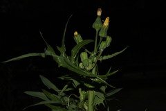 Sonchus oleraceus