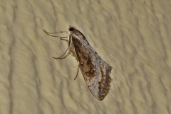 Evergestis isatidalis