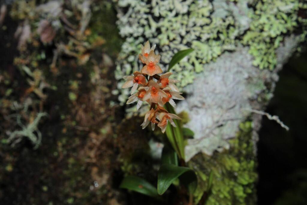 Dendrochilum marknaivei