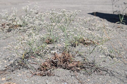 spearleaf buckwheat (Eriogonum lonchophyllum var. fendlerianum)