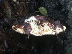 Rigidoporus ulmarius