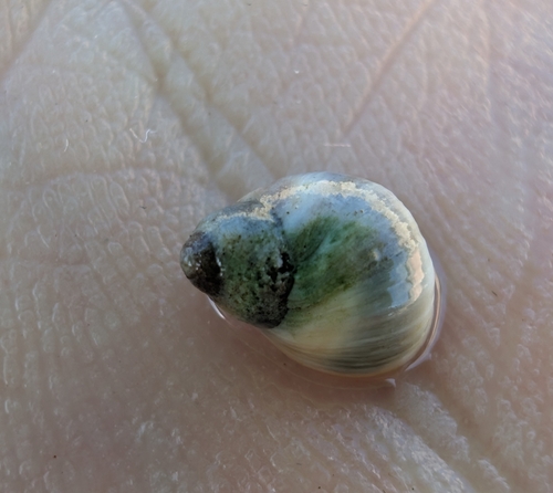 Melarhaphe neritoides