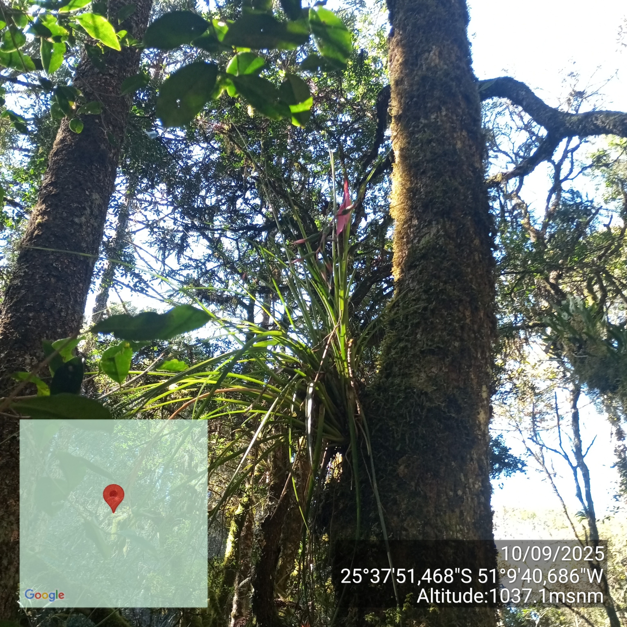 Billbergia nutans