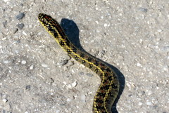 Lygophis anomalus