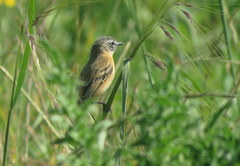 Polystictus pectoralis