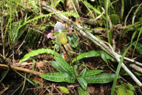 Paphiopedilum acmodontum observed 2017-05-31
