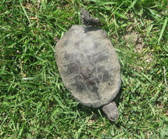 Hydromedusa tectifera